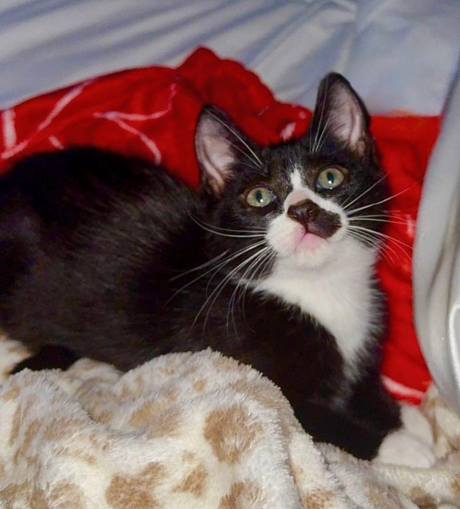 Enlarge Ketchup, an adopted mixed breed in Worcester, MA image 4/6