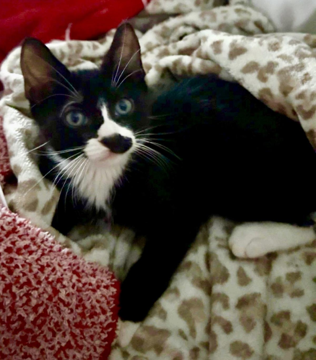 Ketchup, adopted, Kitten Male Domestic Short Hair & Tuxedo.