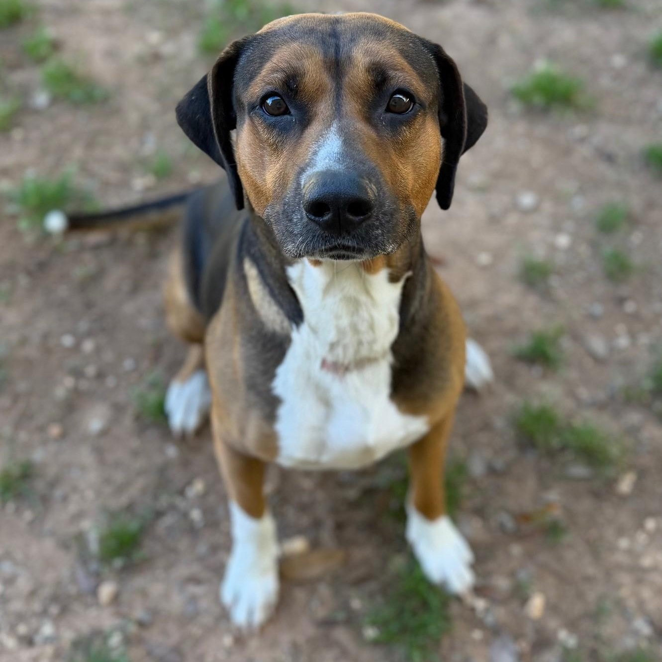 Waylon, ADOPTABLE, Adult Male Hound.