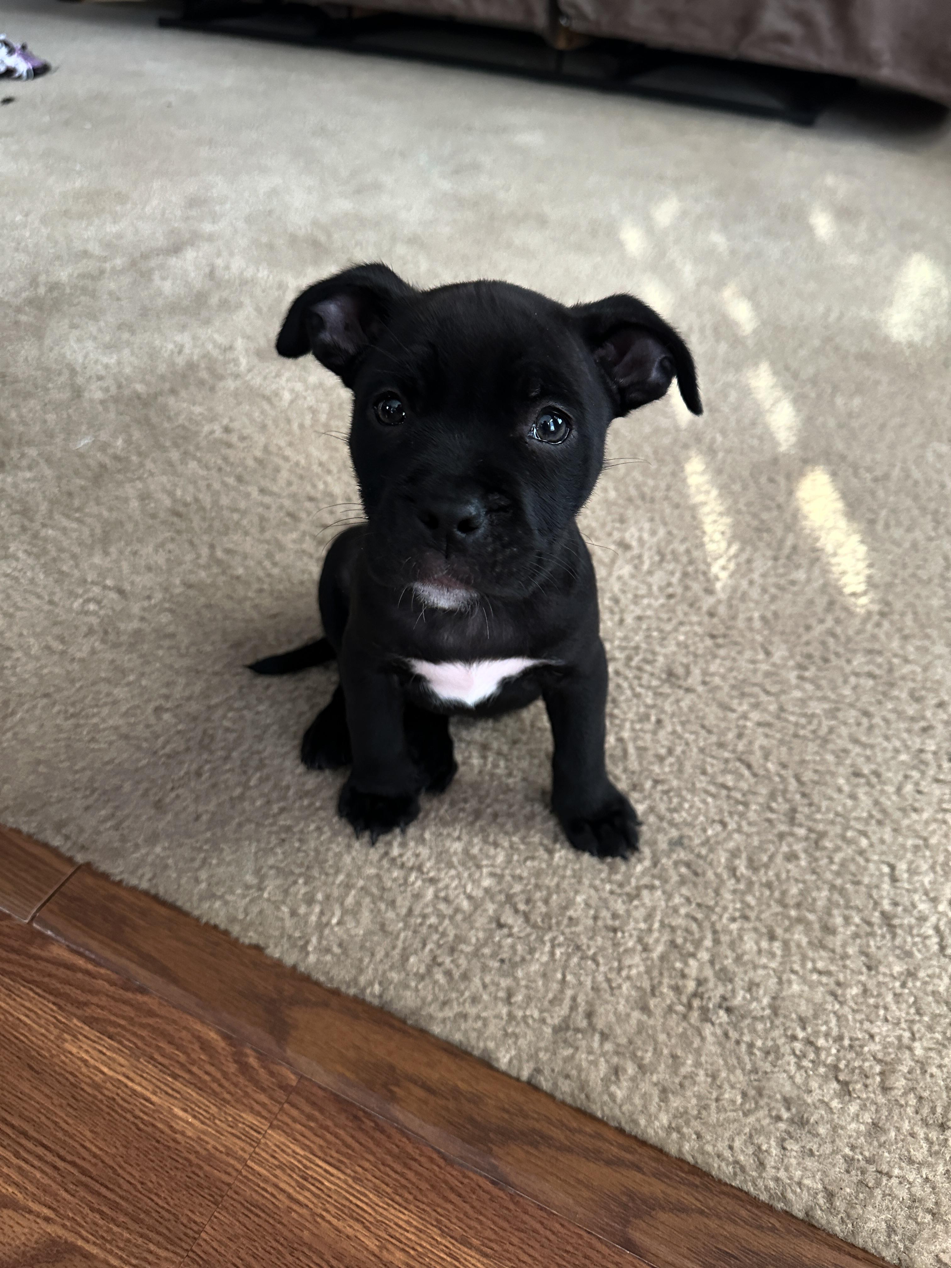 Jackie Pit Bull Terrier Dog
