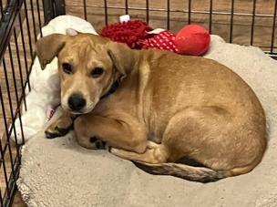 Ophelia, Adoptable, Young Female Shar-Pei.