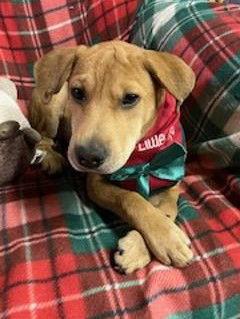 Enlarge Ophelia, a Adoptable Shar-Pei image 2/2