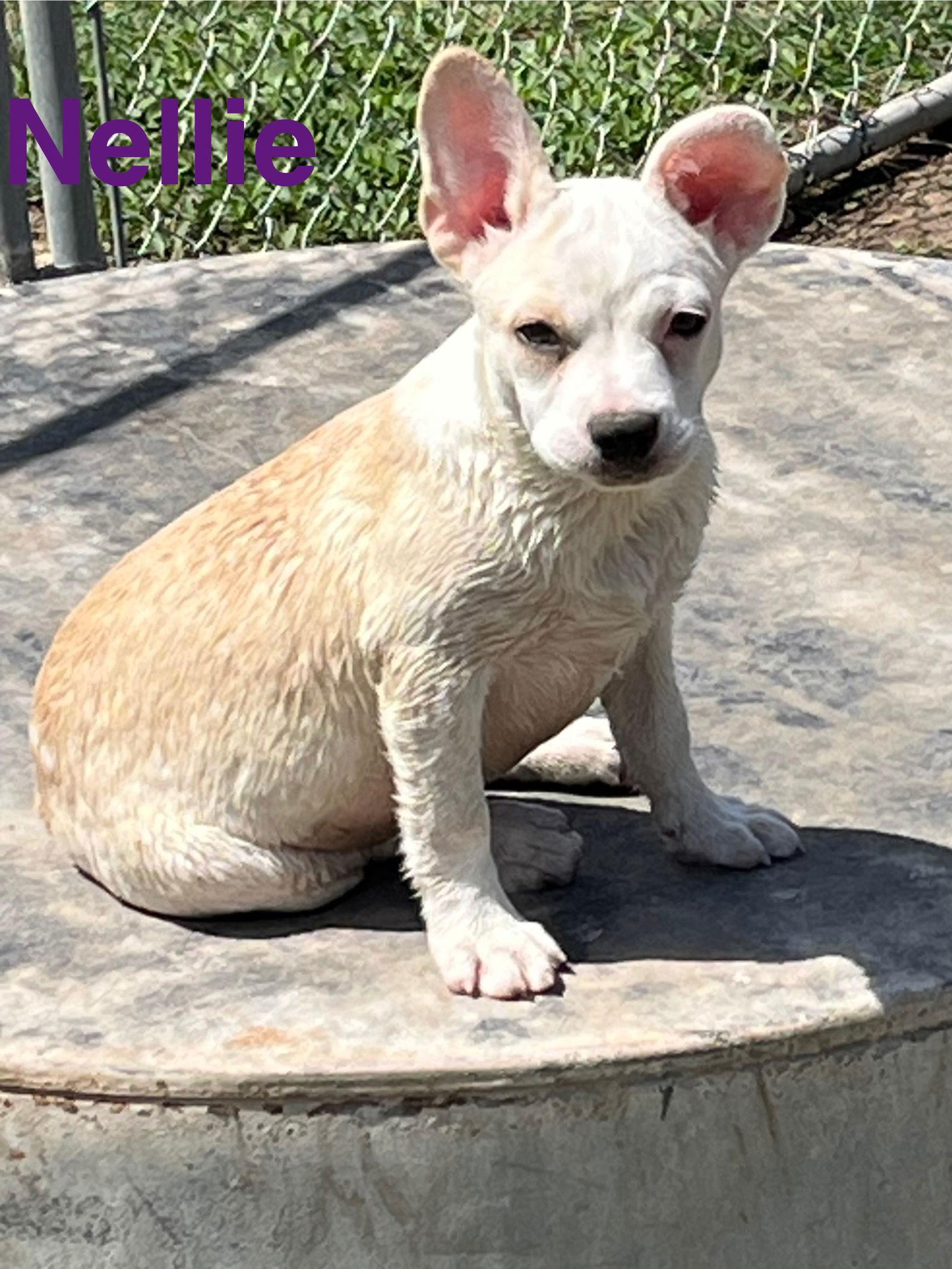 Nelli, Adopted, Young Female Chihuahua & French Bulldog.