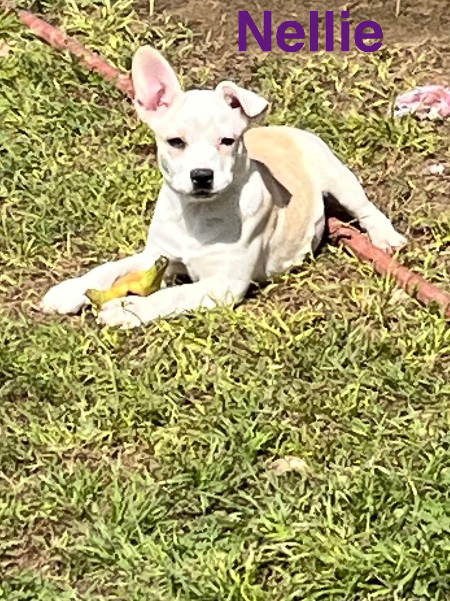 Enlarge Nelli, a Adopted mixed breed in Pipe Creek, TX image 3/3