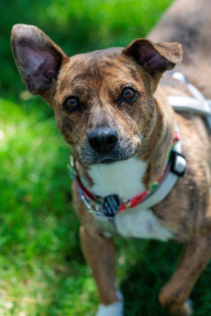 Patty - Summer Lovin' Promo - Foster to Adopt, a Adoptable Mixed Breed in Savage, MN image 1/4
