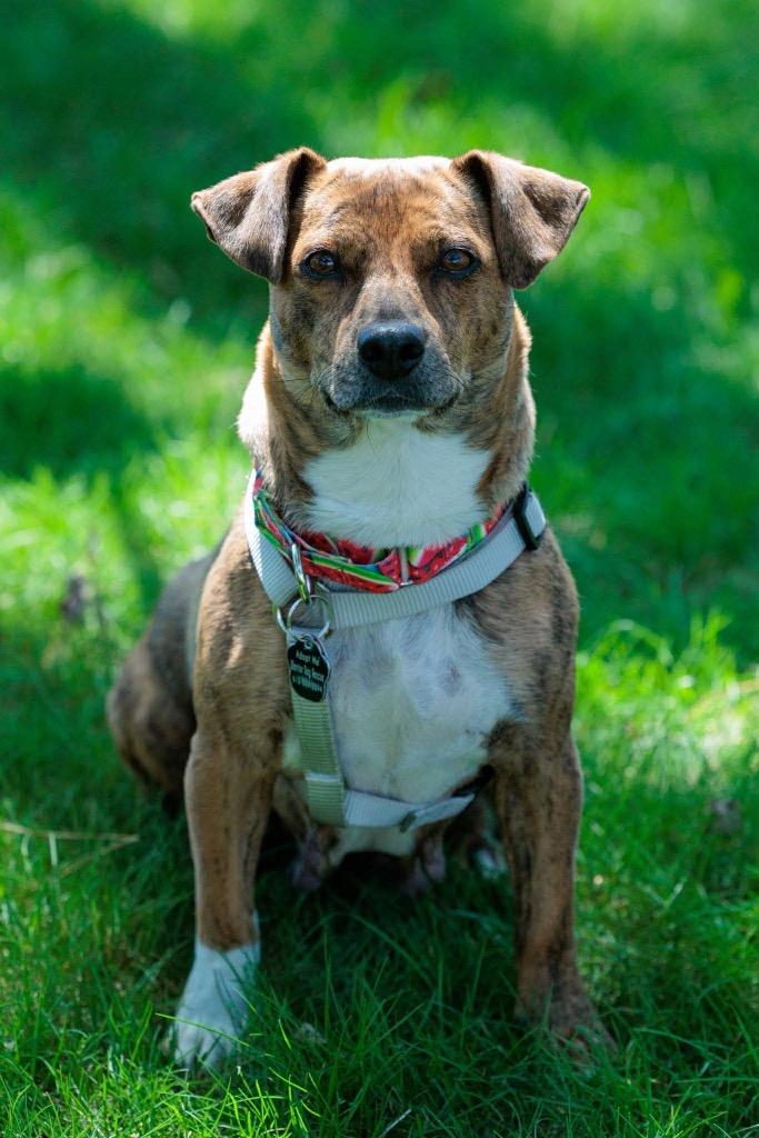 Patty - Summer Lovin' Promo - Foster to Adopt, a Adoptable Mixed Breed in Savage, MN image 2/4