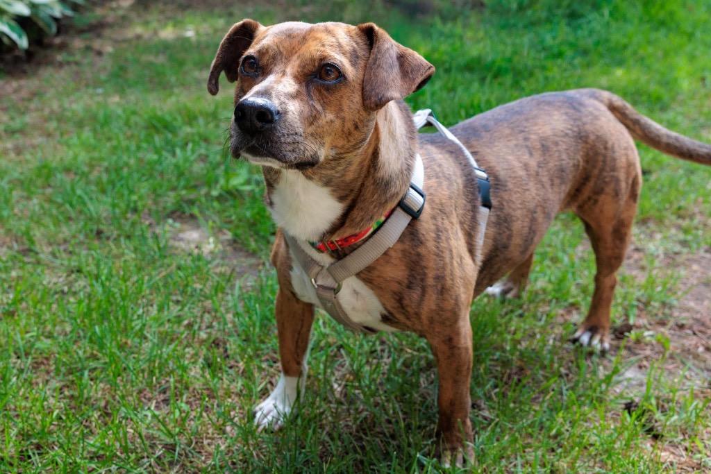 Patty - Summer Lovin' Promo - Foster to Adopt, a Adoptable Mixed Breed in Savage, MN image 3/4
