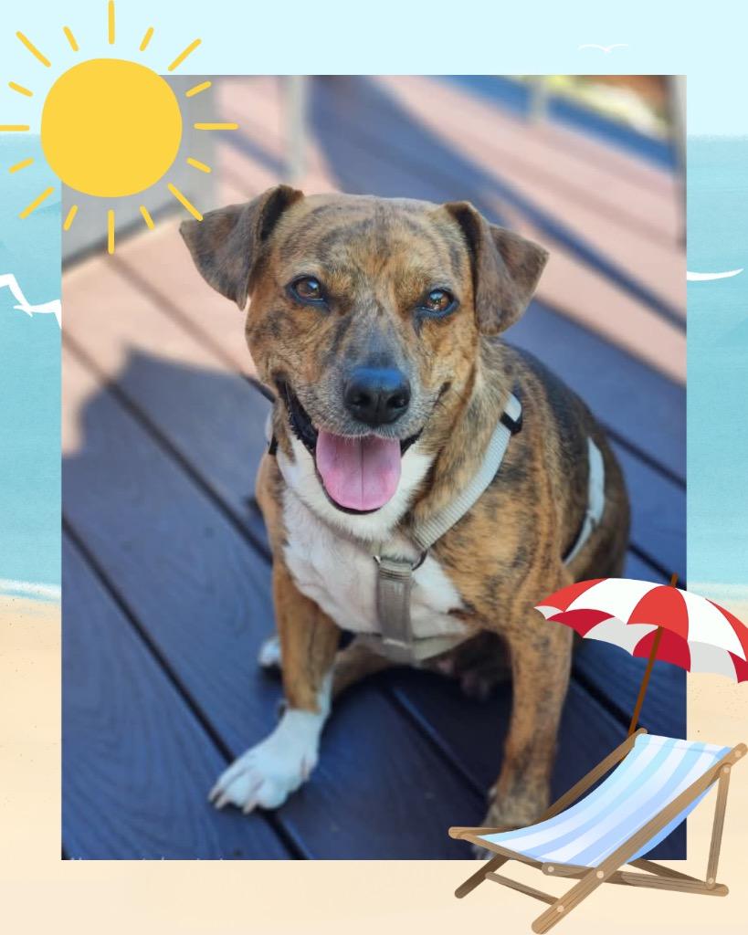 Patty - Summer Lovin' Promo - Foster to Adopt, a Adoptable Mixed Breed in Savage, MN image 4/4