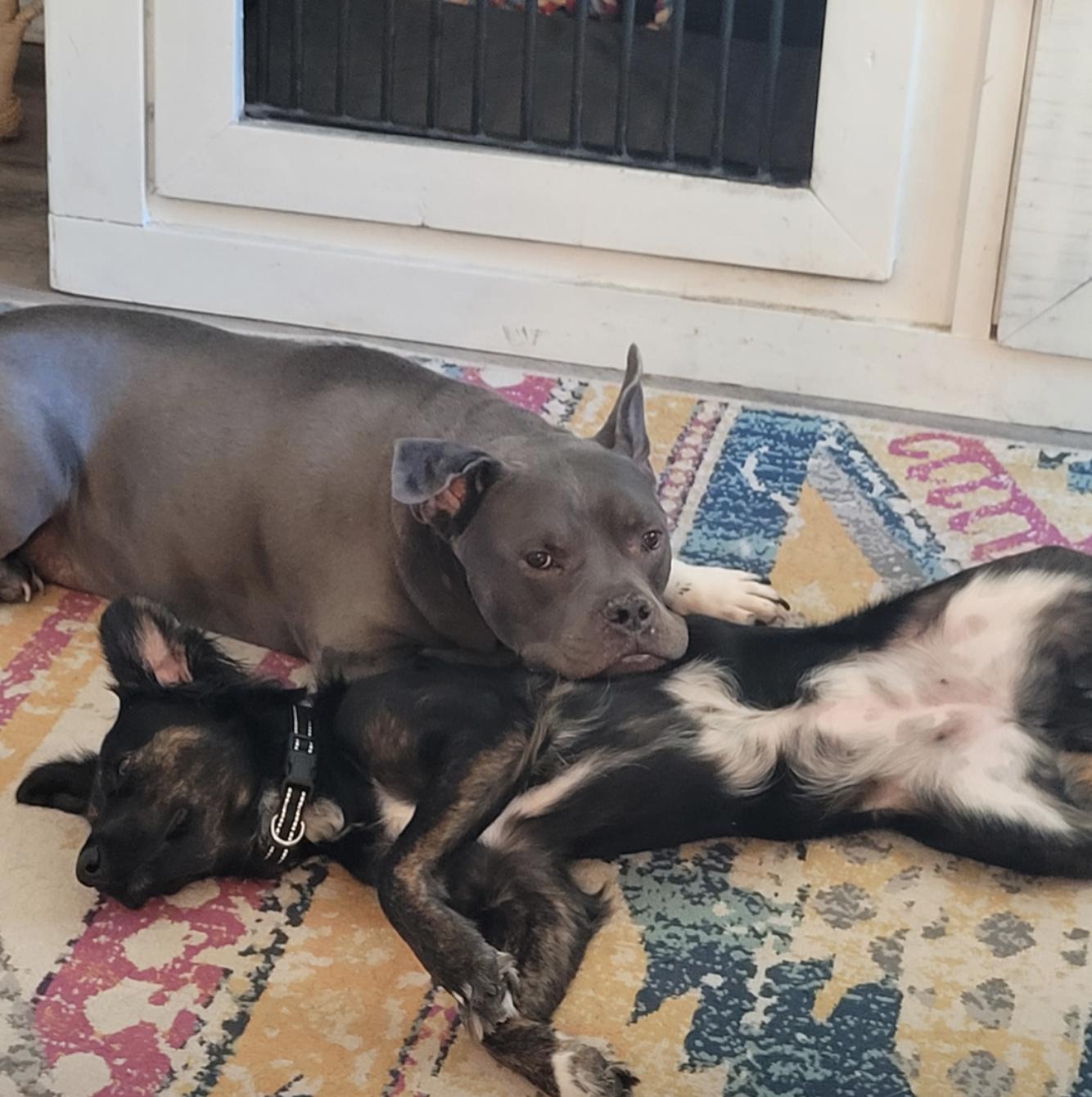 Boots, an adopted mixed breed in allentown, PA image 5/5