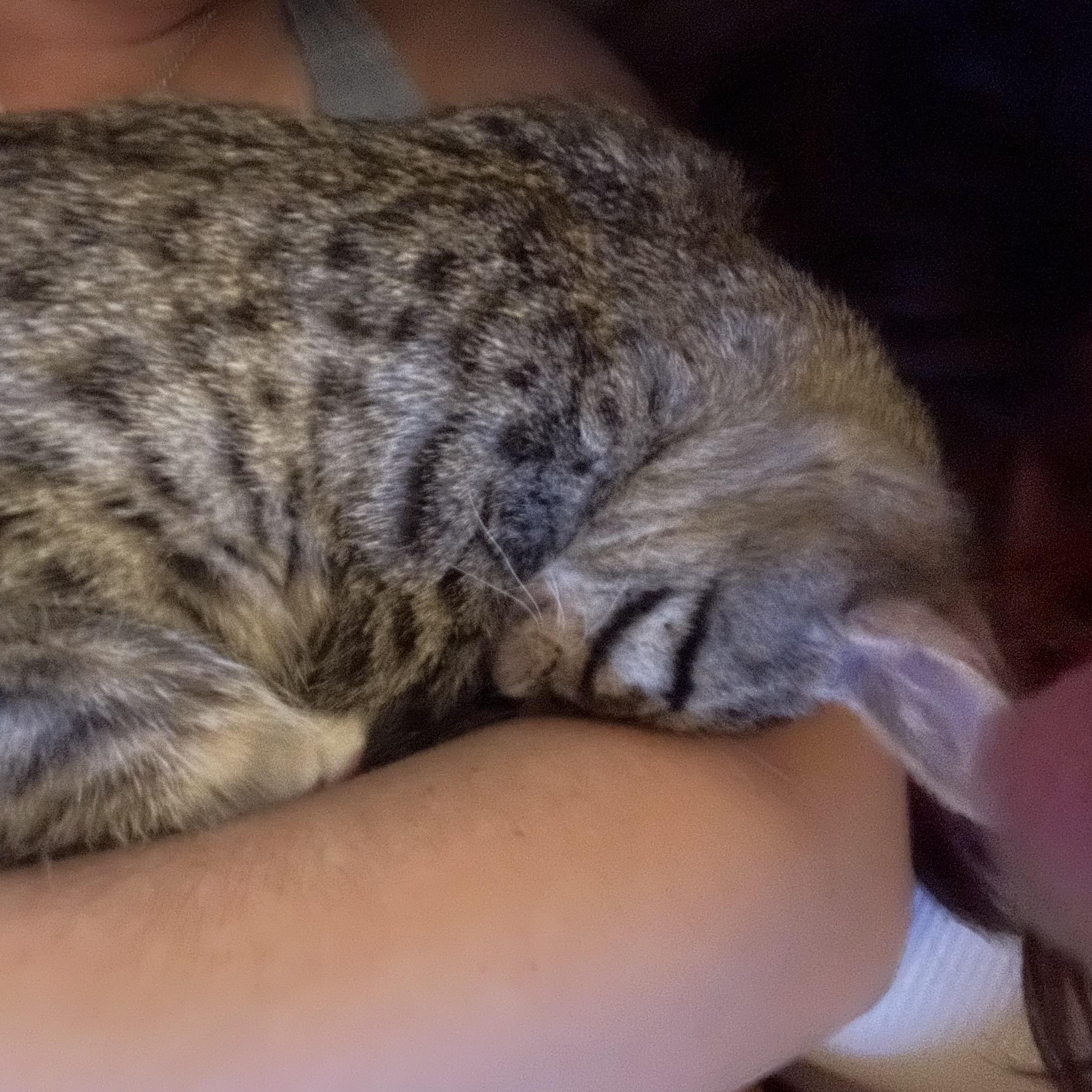 Bill, a Adoptable Domestic Short Hair in Davis, CA image 5/5