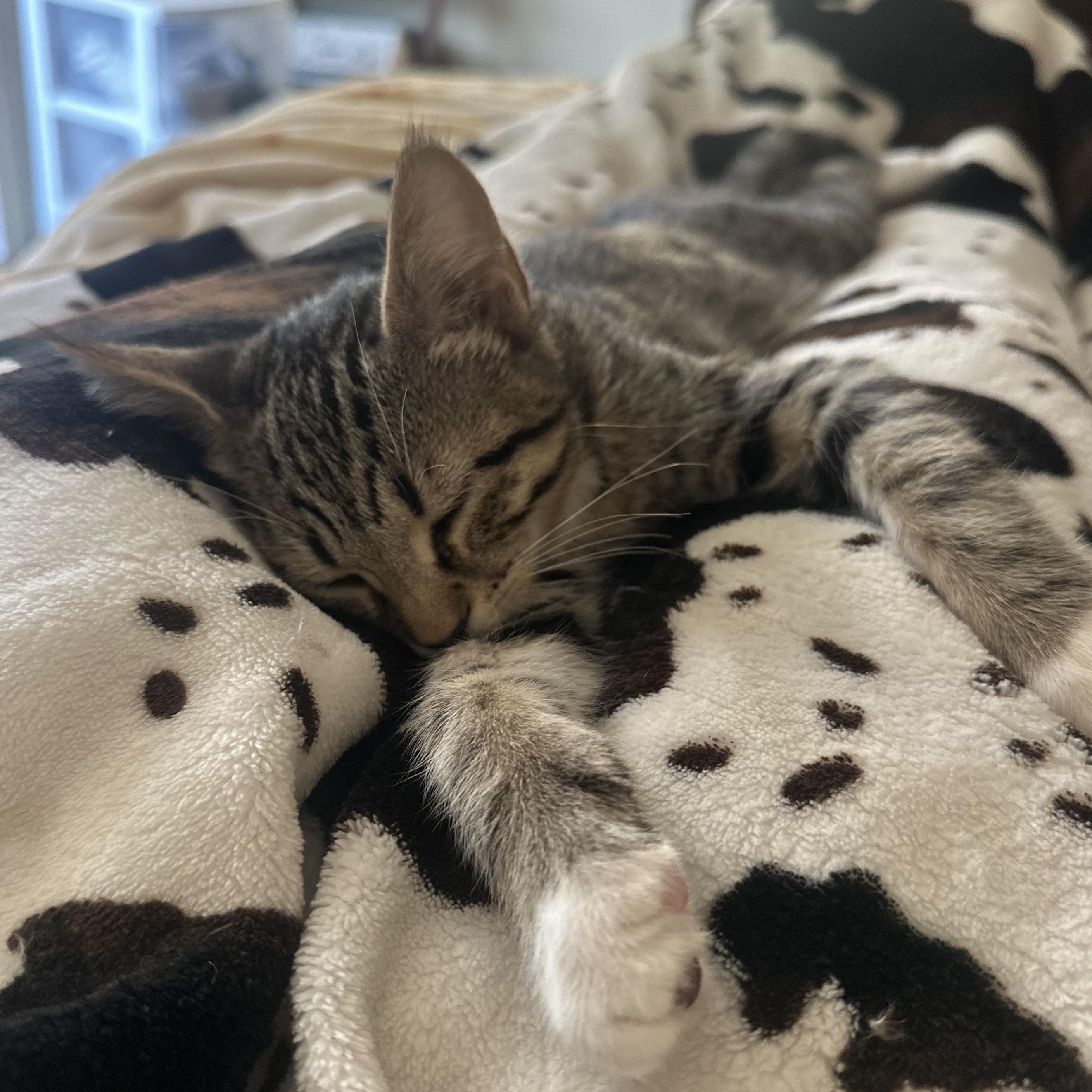 Bill, a Adoptable Domestic Short Hair in Davis, CA image 1/5