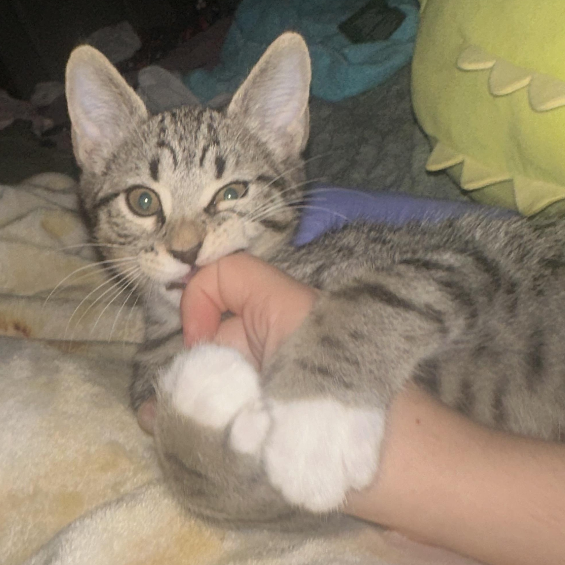 Bill, a Adoptable Domestic Short Hair in Davis, CA image 2/5