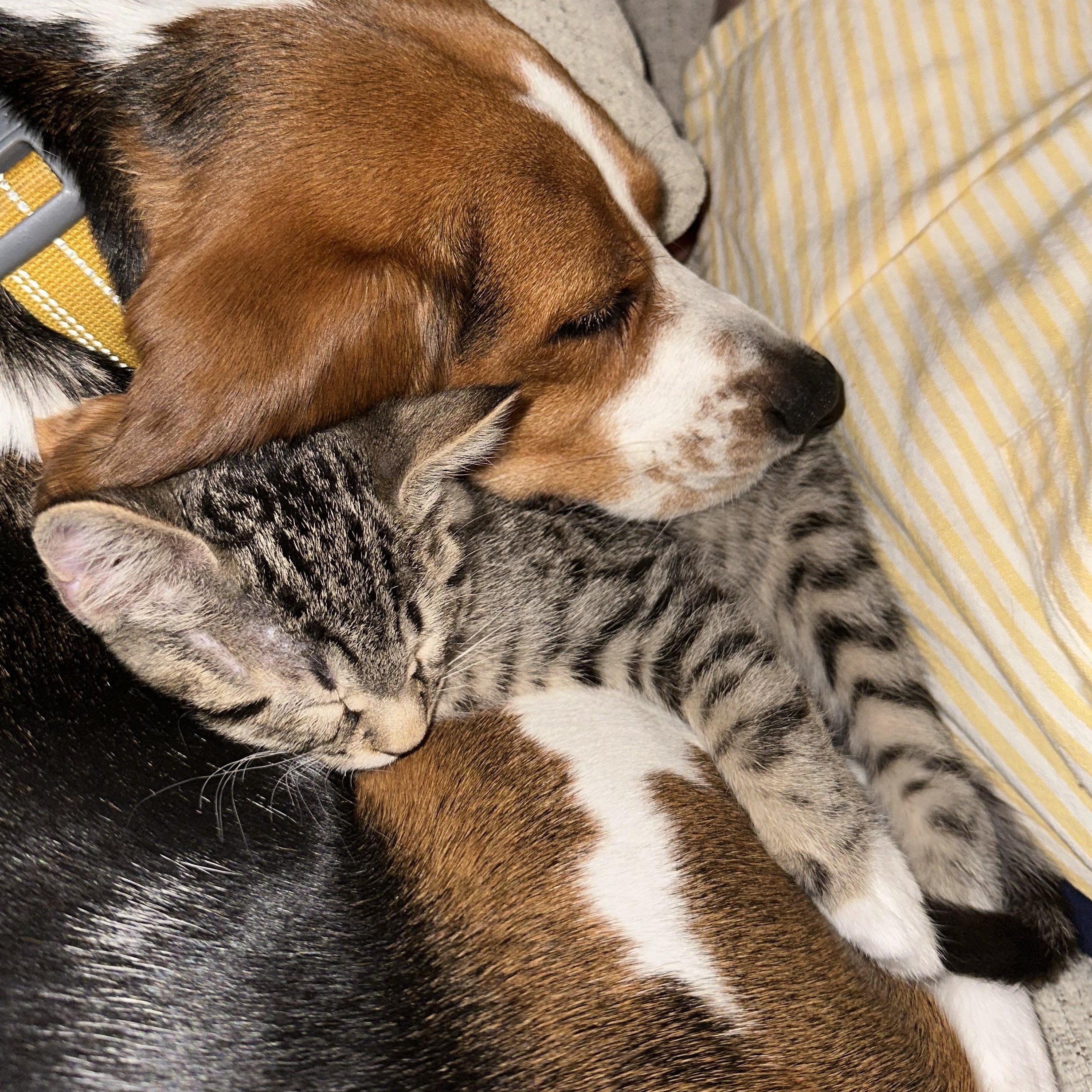 Bill, a Adoptable Domestic Short Hair in Davis, CA image 3/5