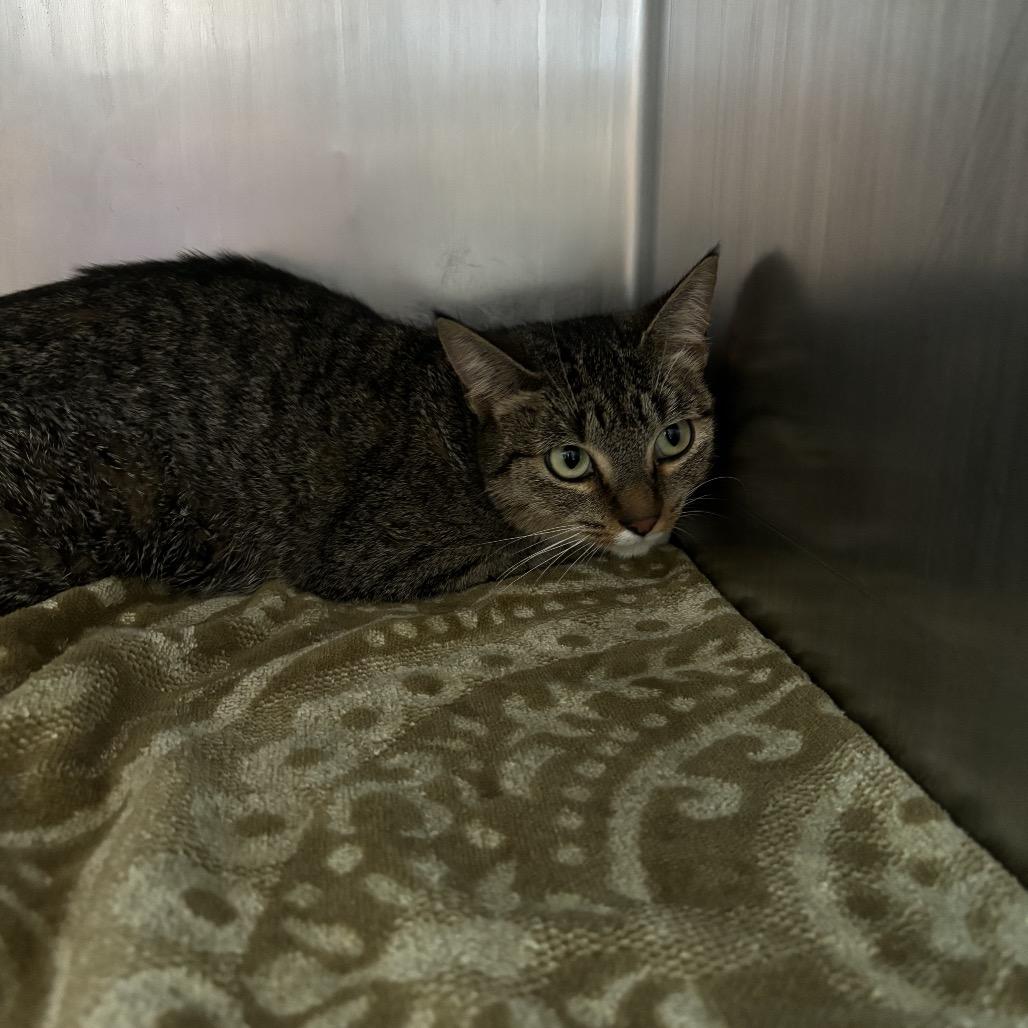 Ellin, a Adoptable Domestic Short Hair in Council Bluffs, IA image 1/2