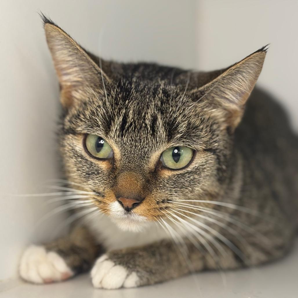 Ellin, a Adoptable Domestic Short Hair in Council Bluffs, IA image 2/2