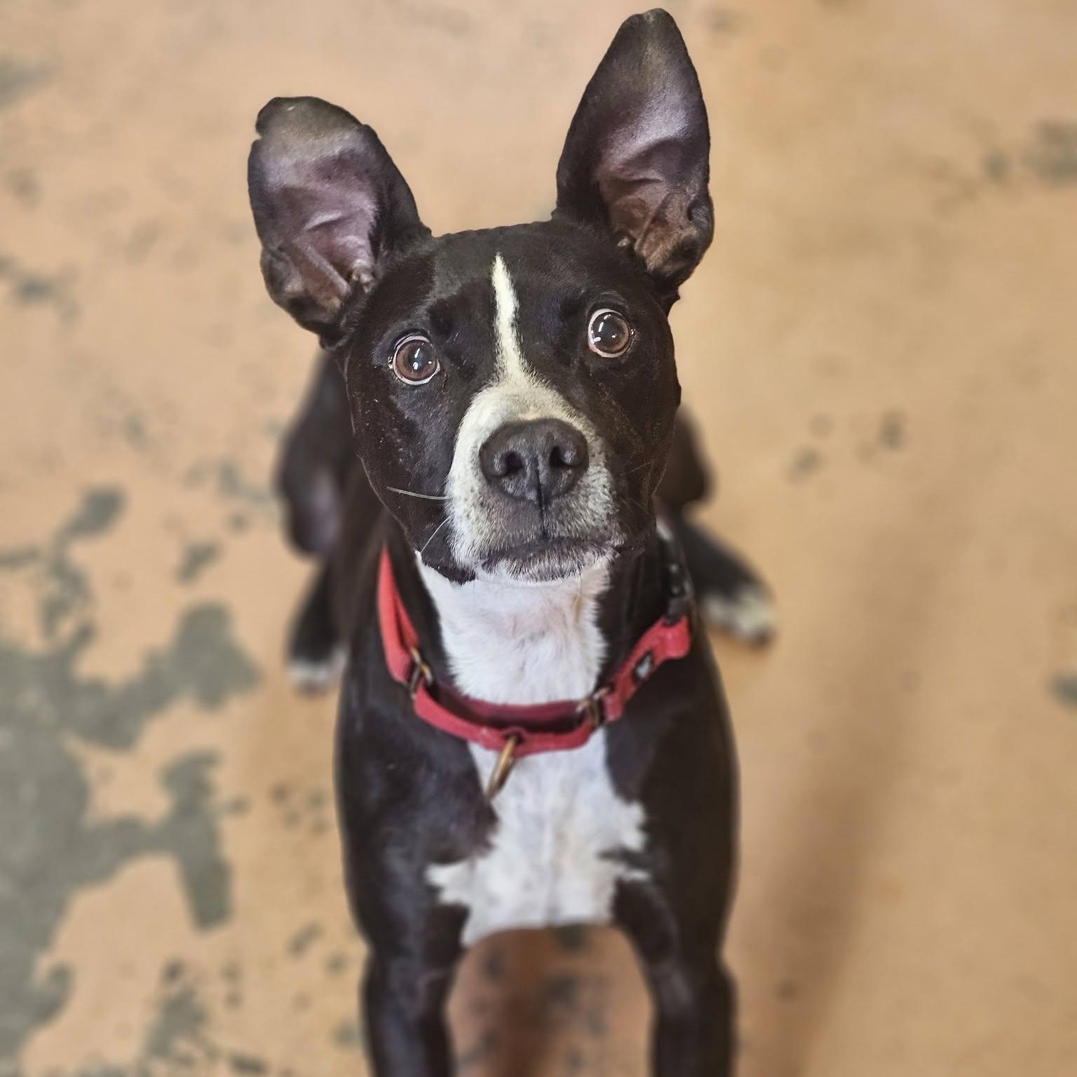 Bishop, adopted, Senior Male Boxer.