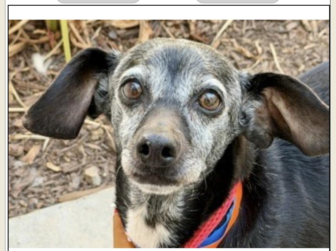 Columbus, adopted, Adult Male Chiweenie.