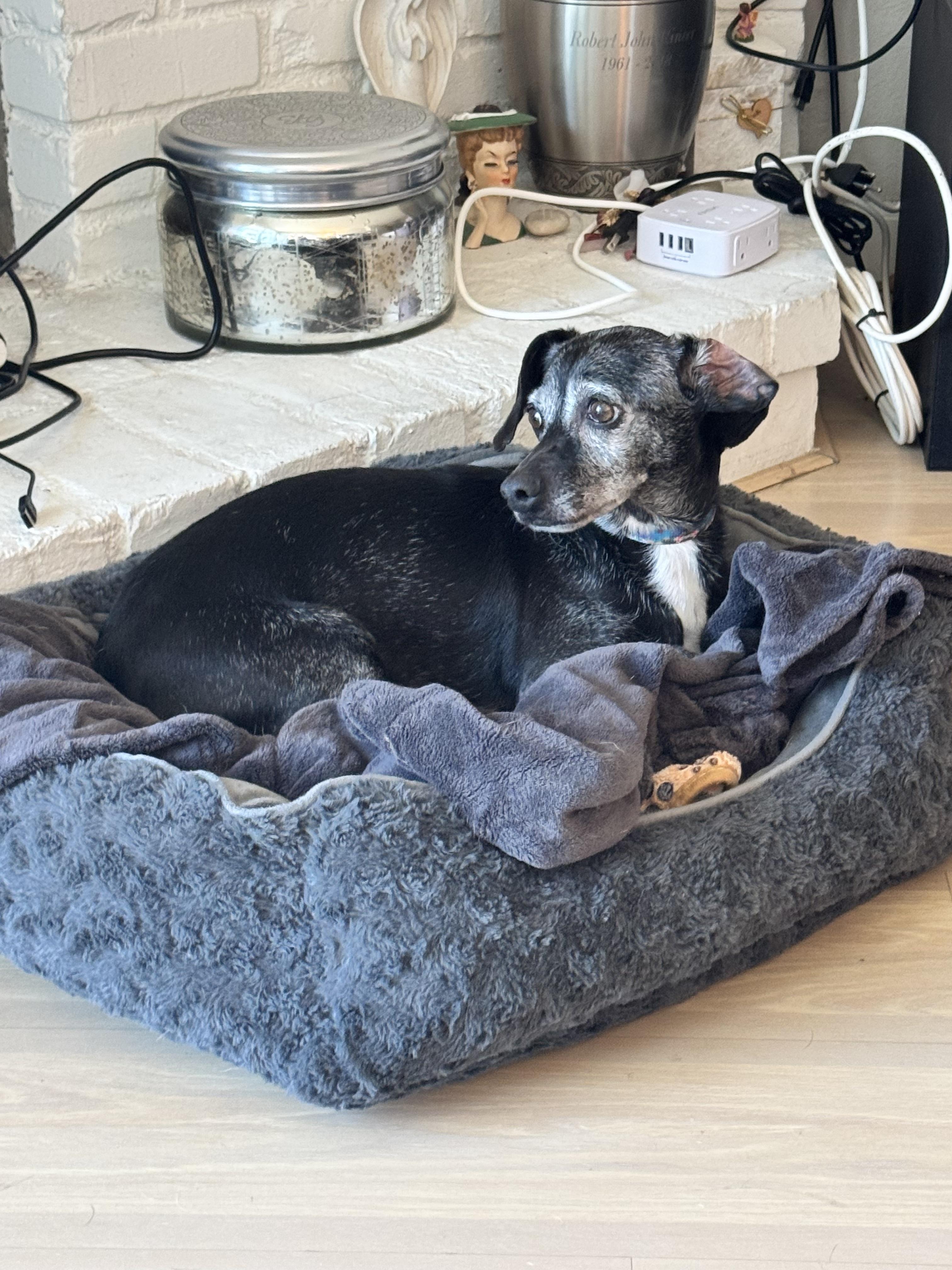 Enlarge Columbus, an adopted Chiweenie in Huntington Beach, CA image 2/2
