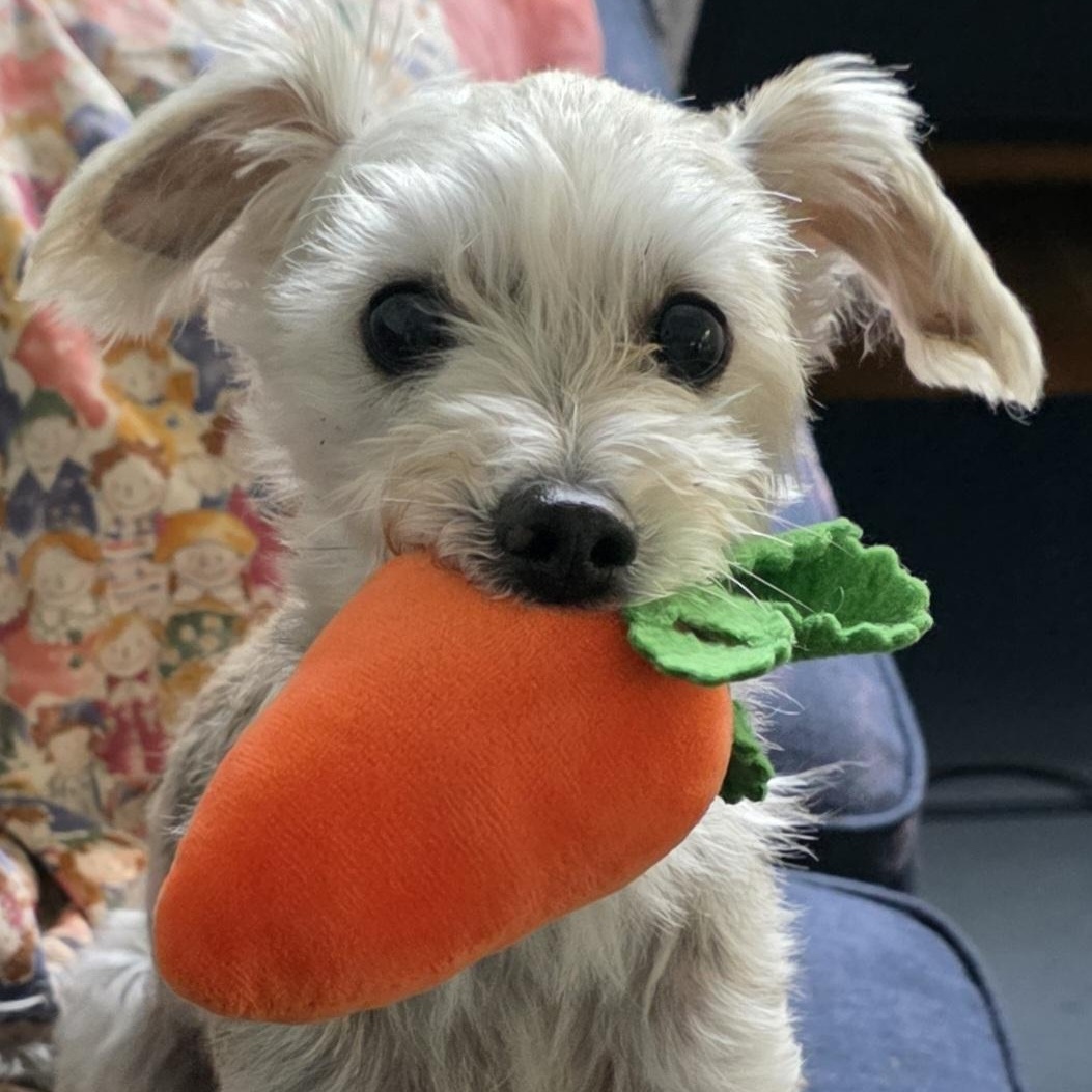 Sweety, an adopted Mixed Breed in Midlothian, VA image 1/5