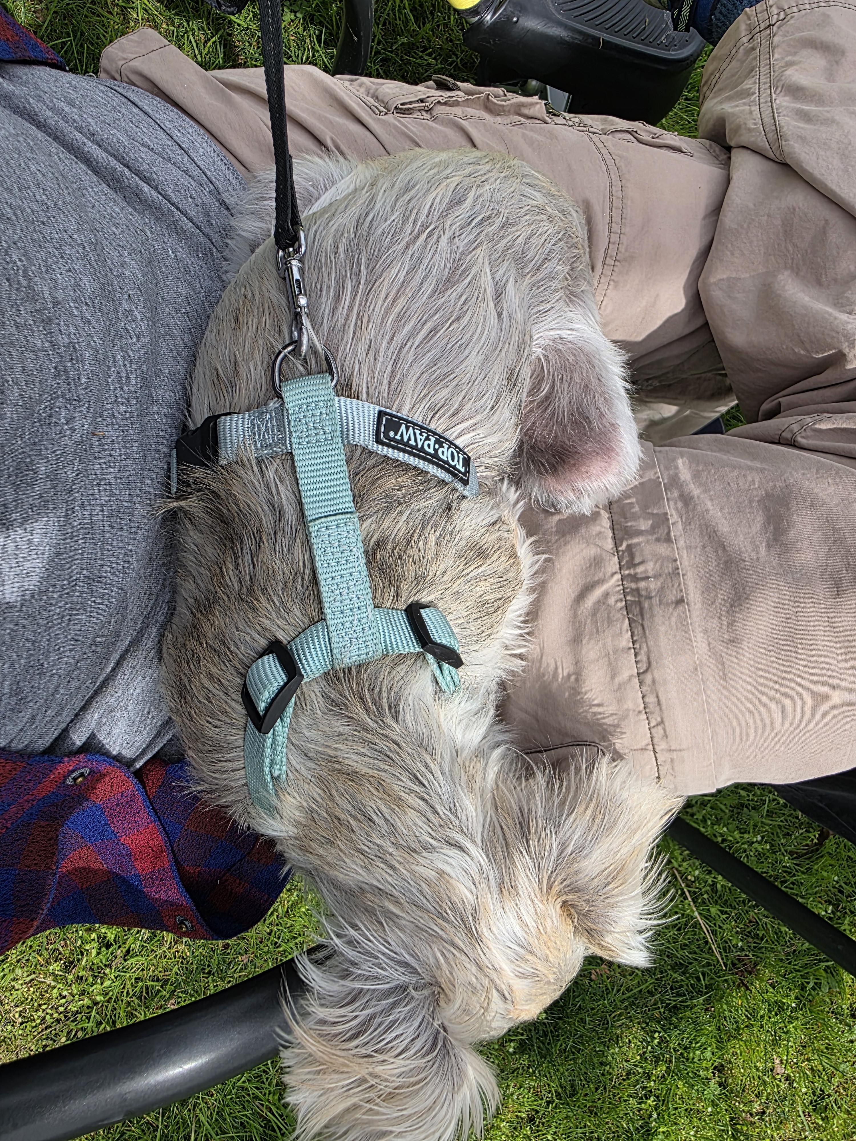 Sweety, an adopted Mixed Breed in Midlothian, VA image 4/5