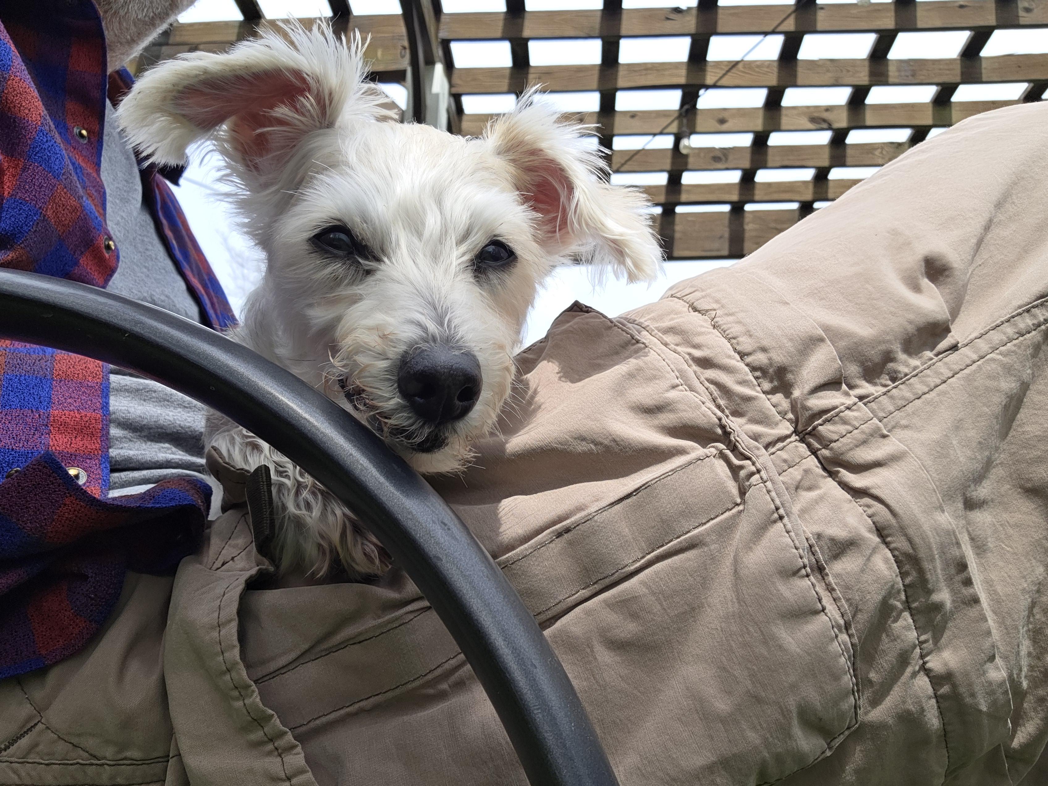 Sweety, an adopted Mixed Breed in Midlothian, VA image 5/5