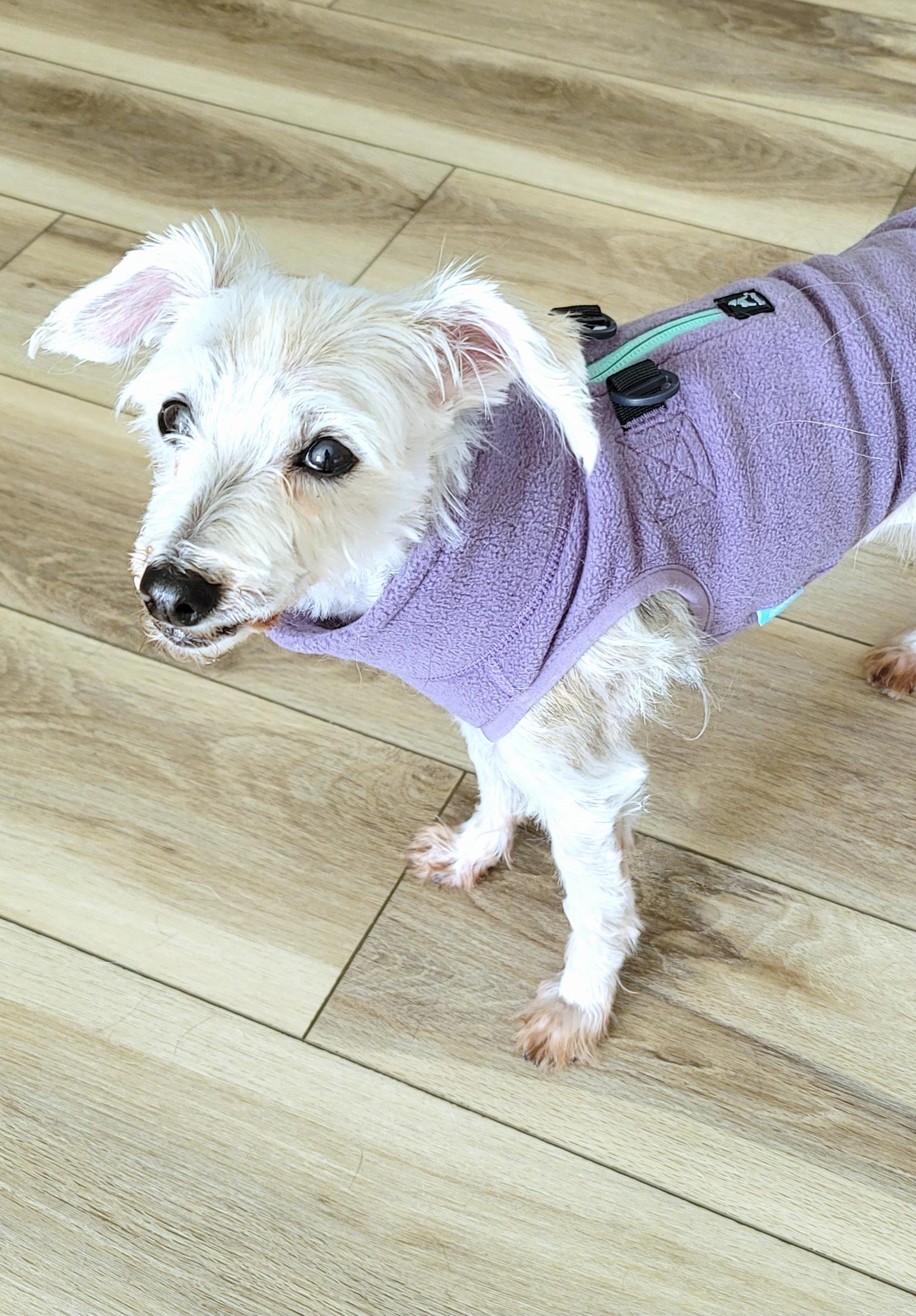 Sweety, an adopted Mixed Breed in Midlothian, VA image 3/5
