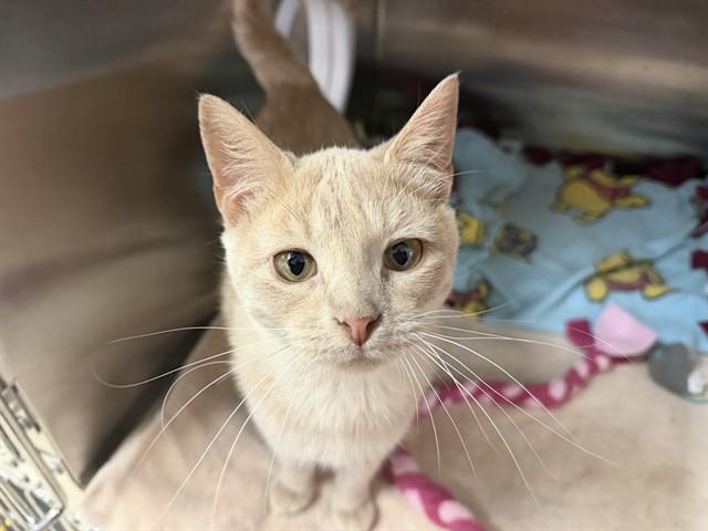 Enlarge IWASHI, a Adoptable Domestic Short Hair in Ames, IA image 1/1