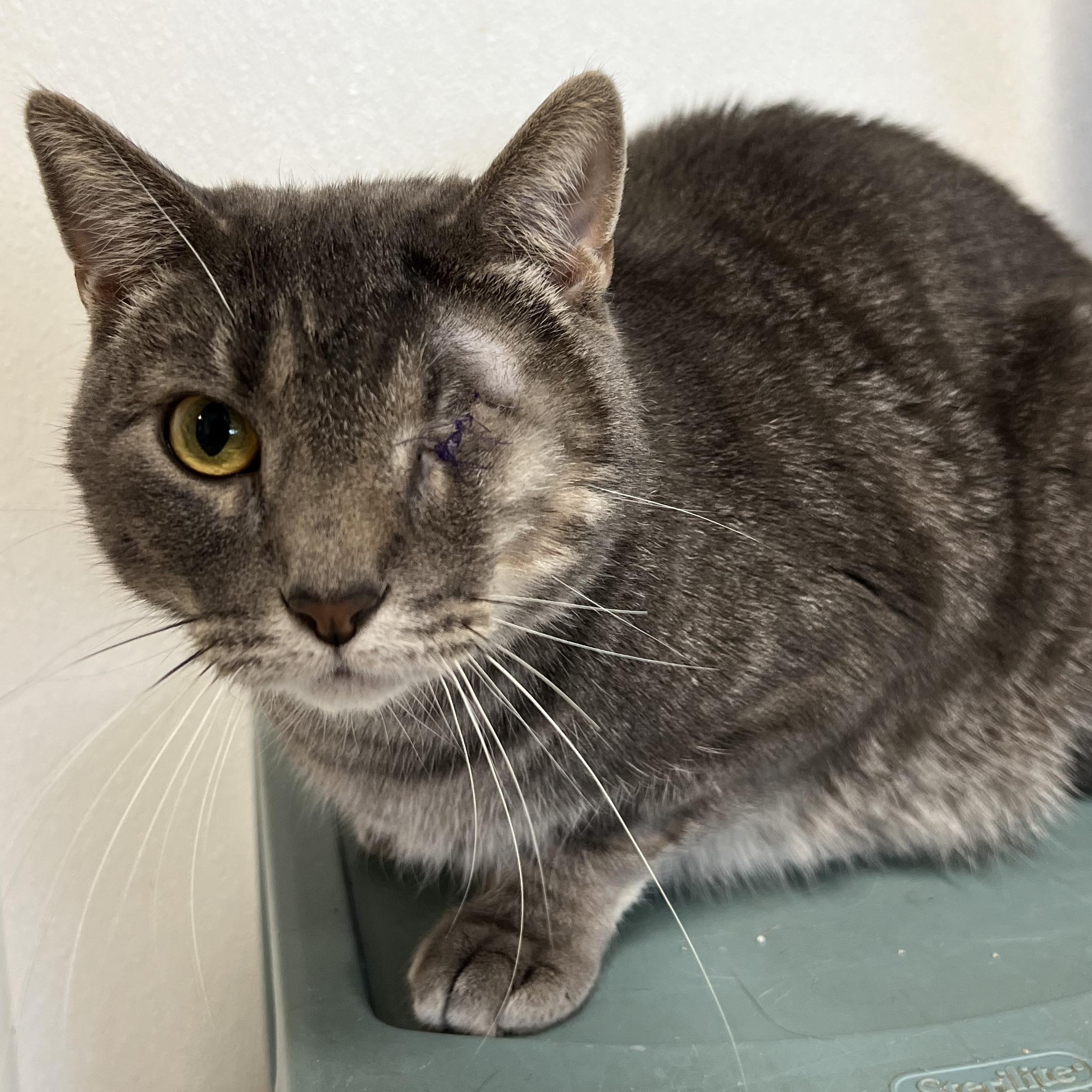 Enlarge Ezekial, a Adoptable mixed breed in Spencer, IA image 1/2