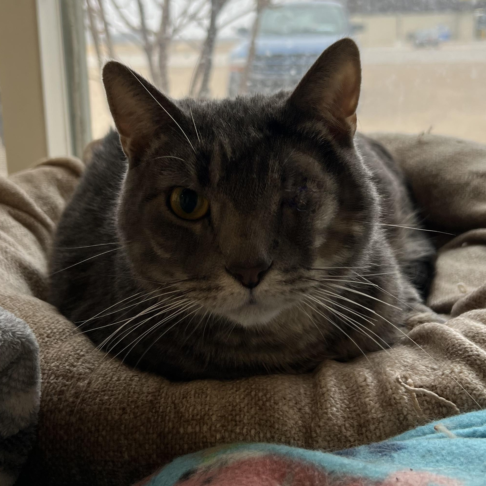 Enlarge Ezekial, a Adoptable mixed breed in Spencer, IA image 2/2