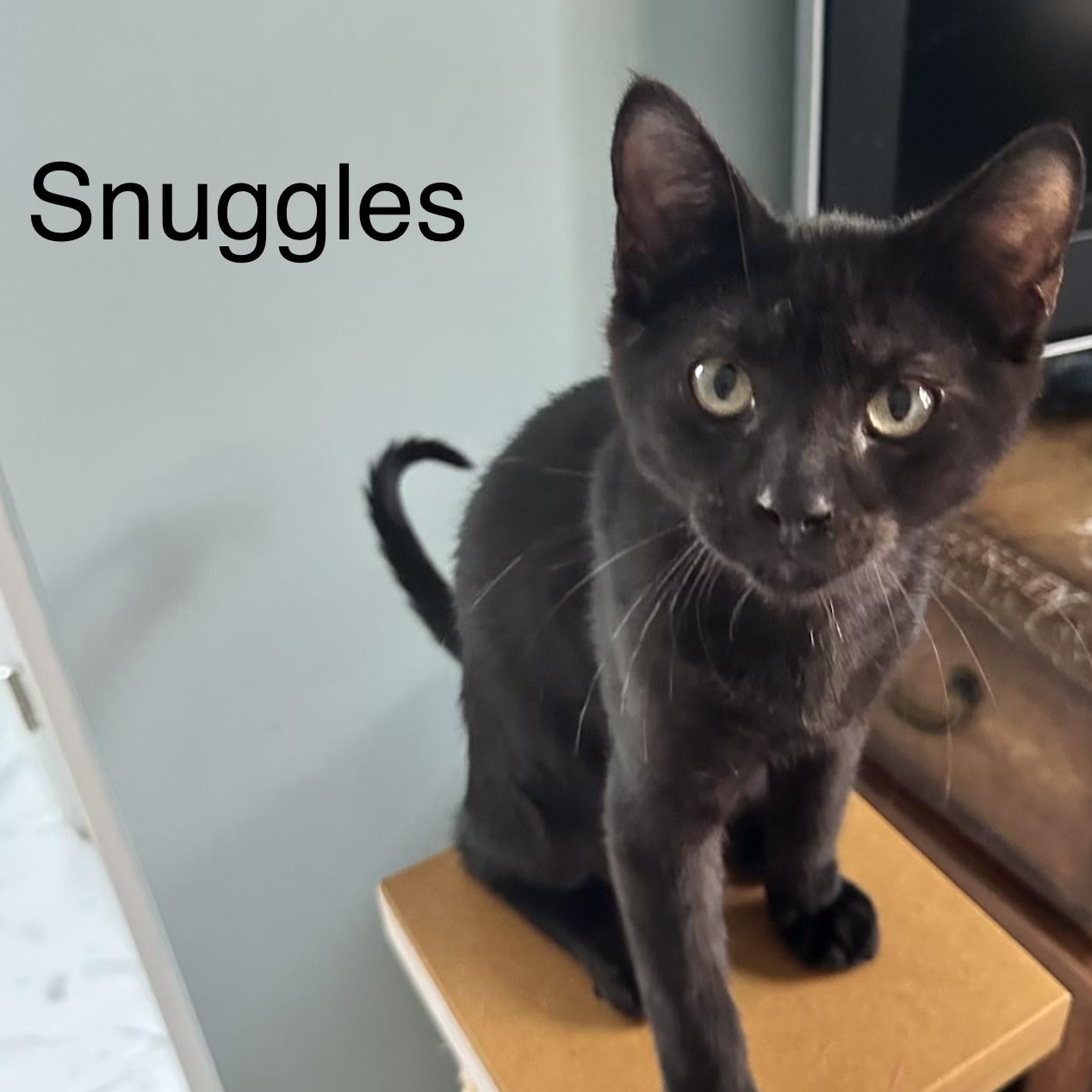 Snuggles aka Snuggy, adopted, Kitten Male Domestic Short Hair.
