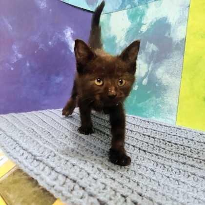 Olive, Adoptable, Kitten Female Domestic Short Hair & Domestic Short Hair.