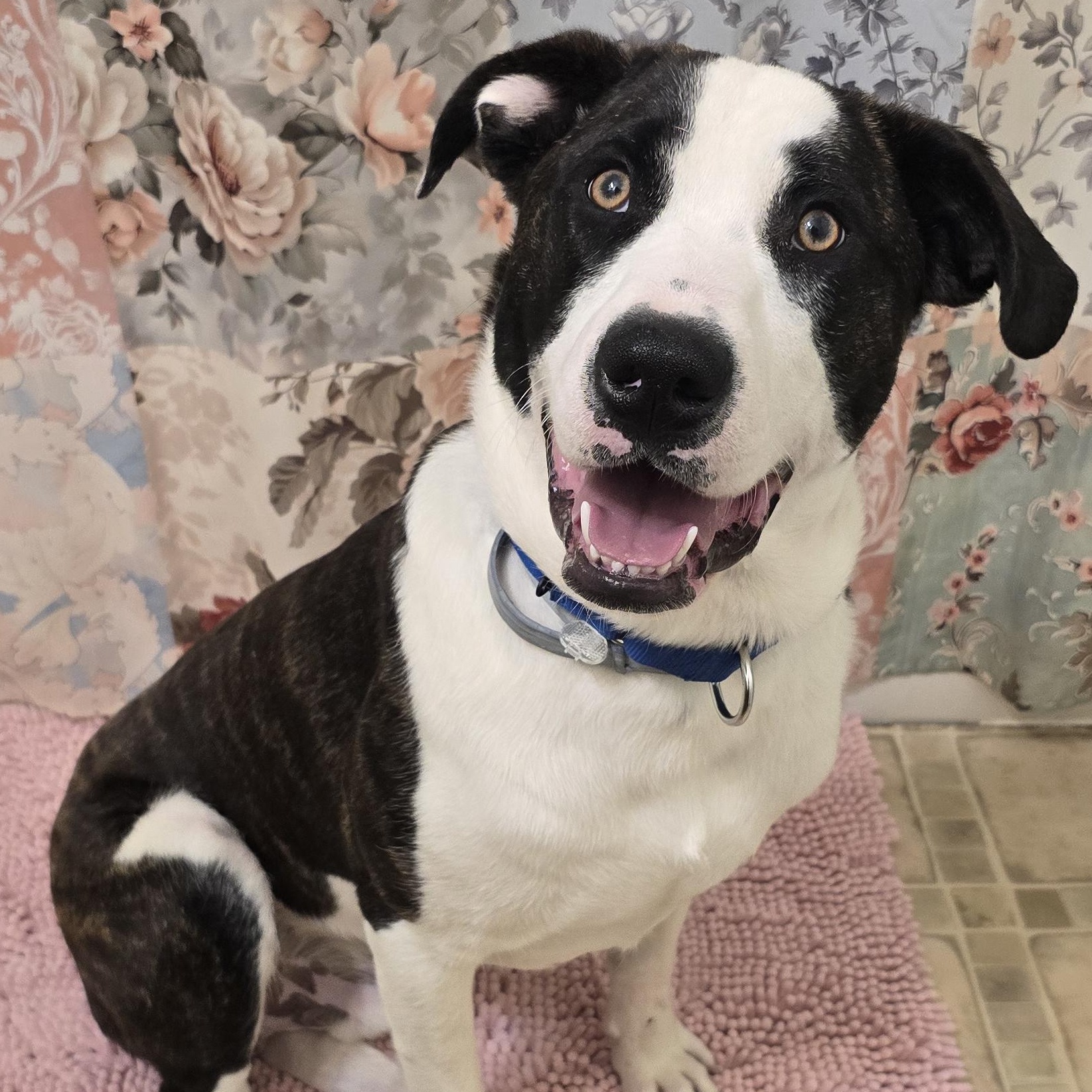 Enlarge TRIP, a ADOPTABLE mixed breed in Keyser, WV image 1/1