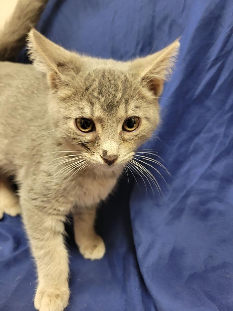 Grayson, Adoptable, Adult Male Domestic Short Hair.