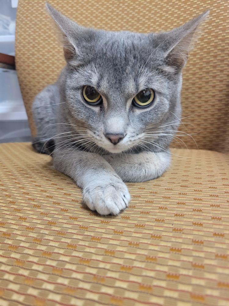 Enlarge Grayson, a Adoptable Domestic Short Hair in Lorain, OH image 2/6