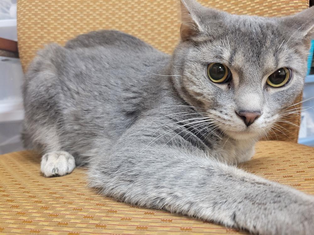 Enlarge Grayson, a Adoptable Domestic Short Hair in Lorain, OH image 3/6