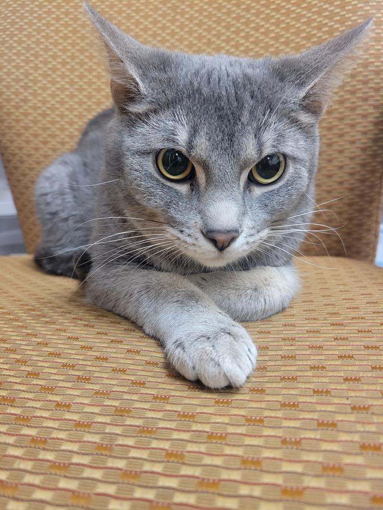 Enlarge Grayson, a Adoptable Domestic Short Hair in Lorain, OH image 4/6