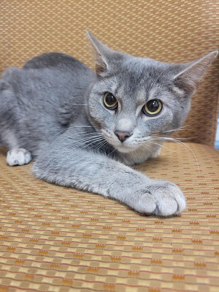 Enlarge Grayson, a Adoptable Domestic Short Hair in Lorain, OH image 5/6