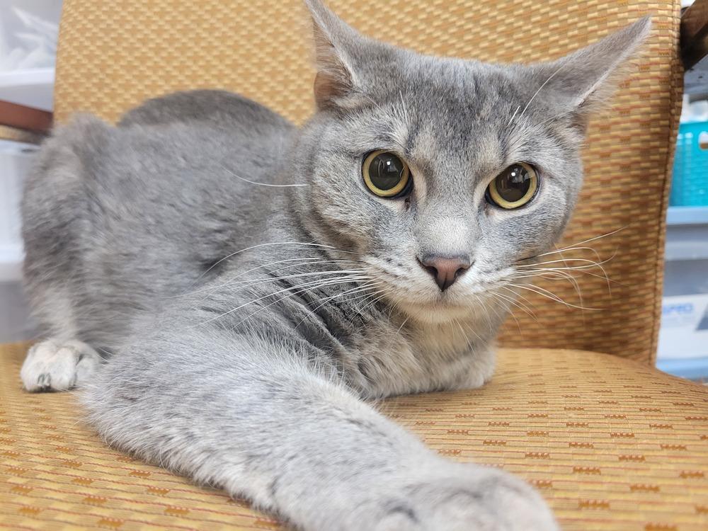 Enlarge Grayson, a Adoptable Domestic Short Hair in Lorain, OH image 6/6
