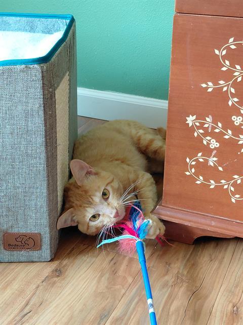 TYSON, Adoptable, Young Male Domestic Short Hair.