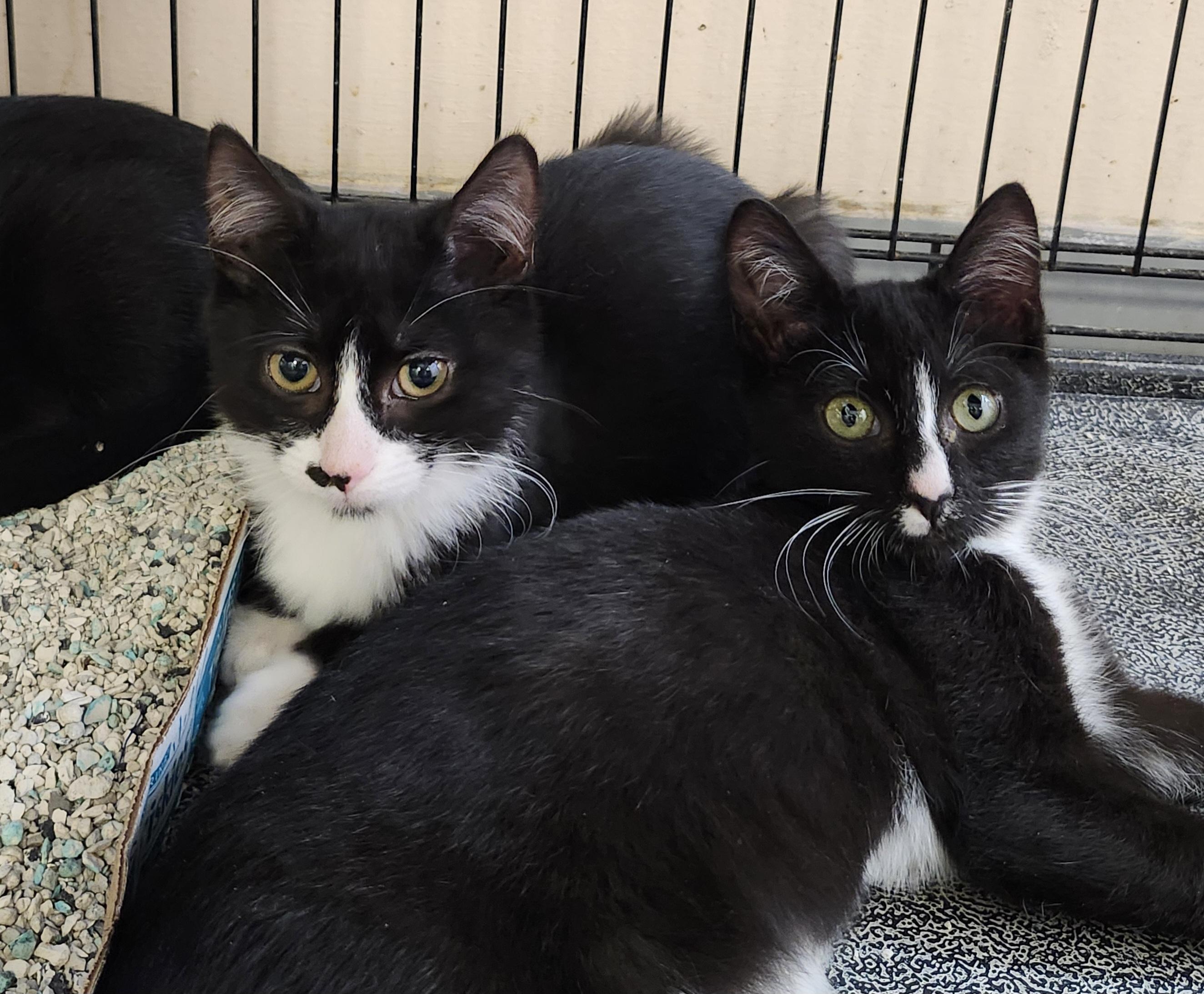 Tucson, Adoptable, Kitten Female Domestic Short Hair.