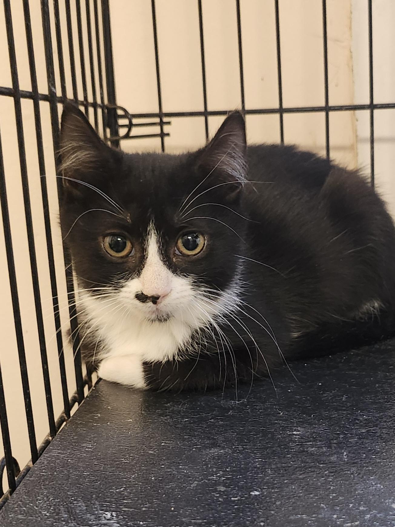 Tucson, Adoptable, Kitten Female Domestic Short Hair.