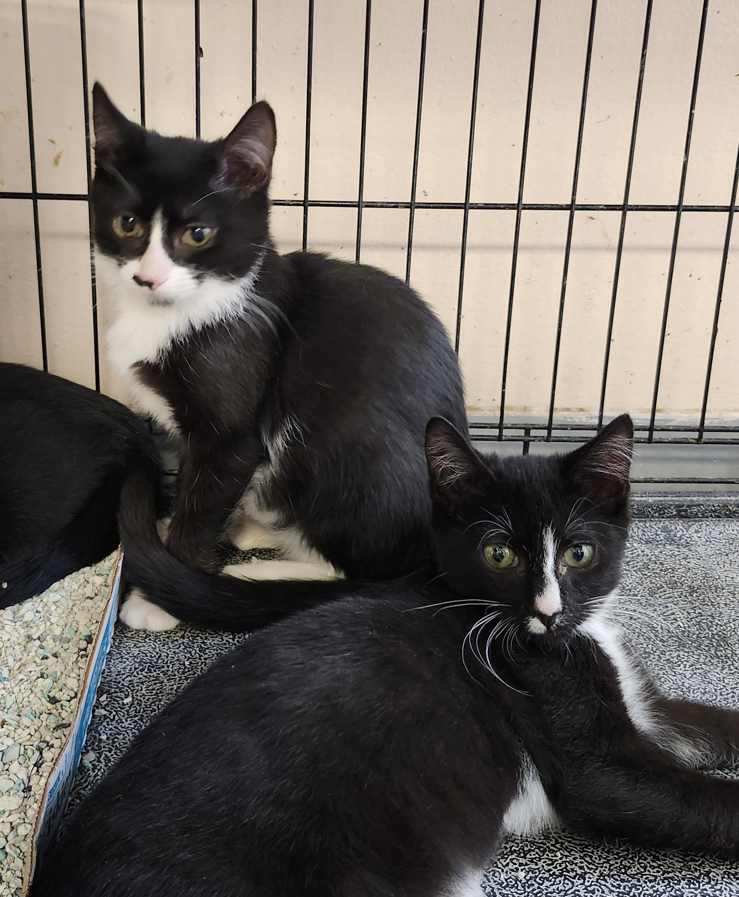 Enlarge Tucson, a Adoptable Domestic Short Hair in East Brunswick, NJ image 3/6