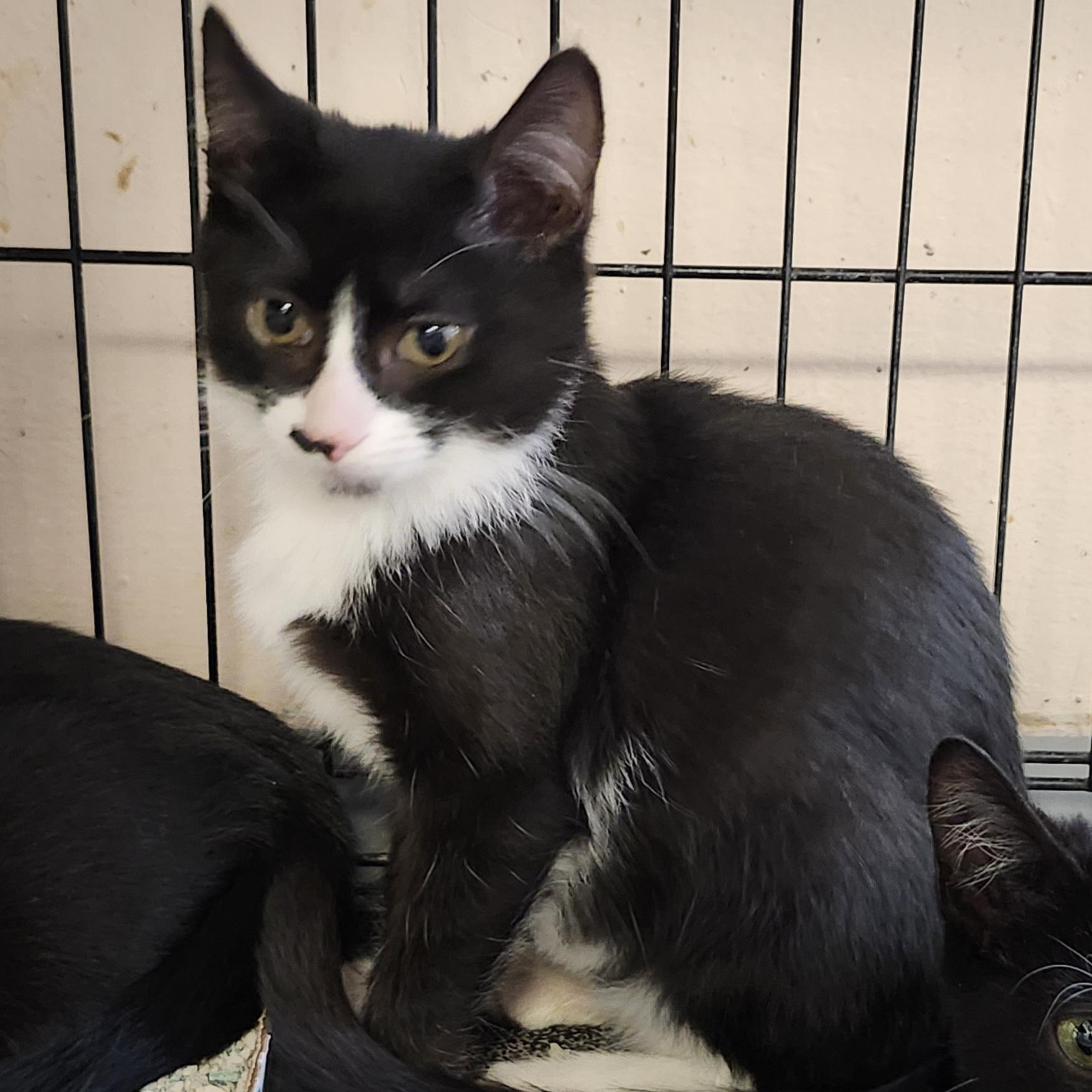 Enlarge Tucson, a Adoptable Domestic Short Hair in East Brunswick, NJ image 4/6