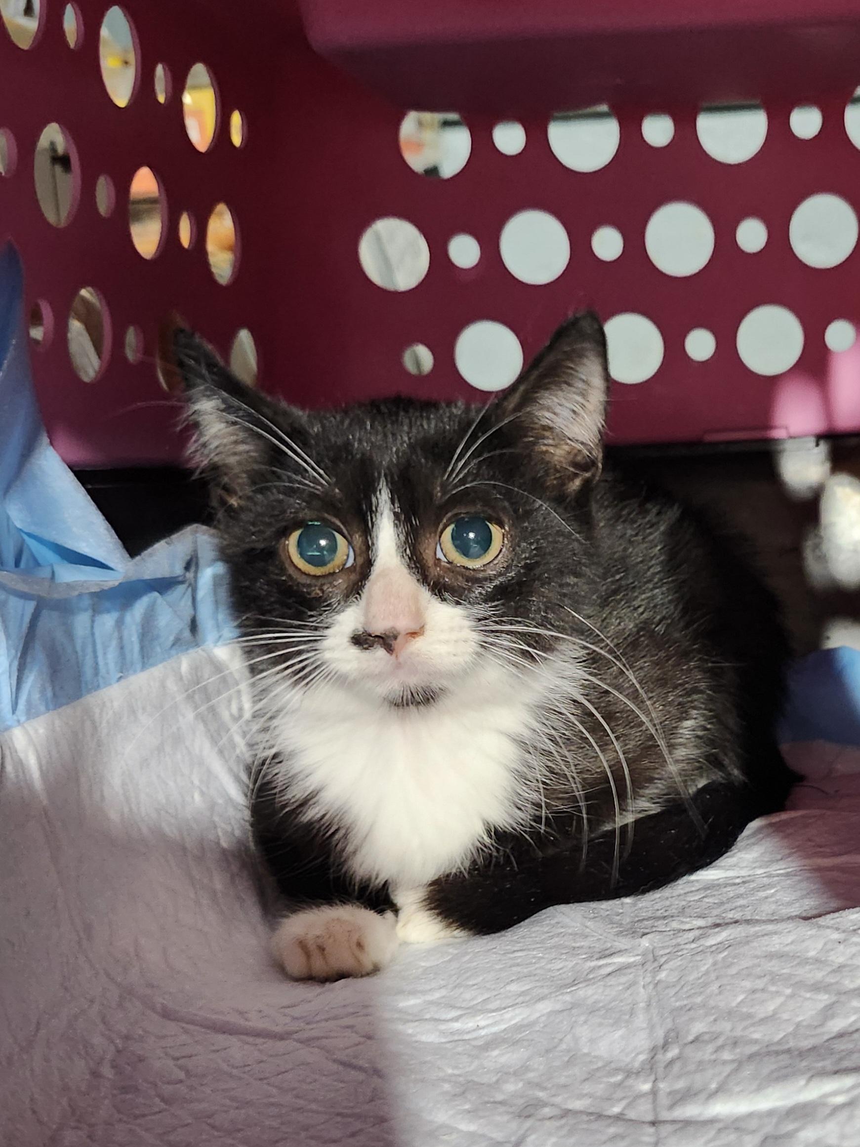 Enlarge Tucson, a Adoptable Domestic Short Hair in East Brunswick, NJ image 5/6