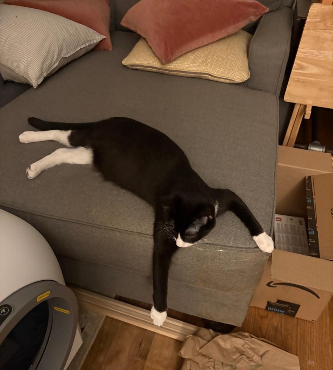 Enlarge Tucson, a Adoptable Domestic Short Hair in East Brunswick, NJ image 6/6