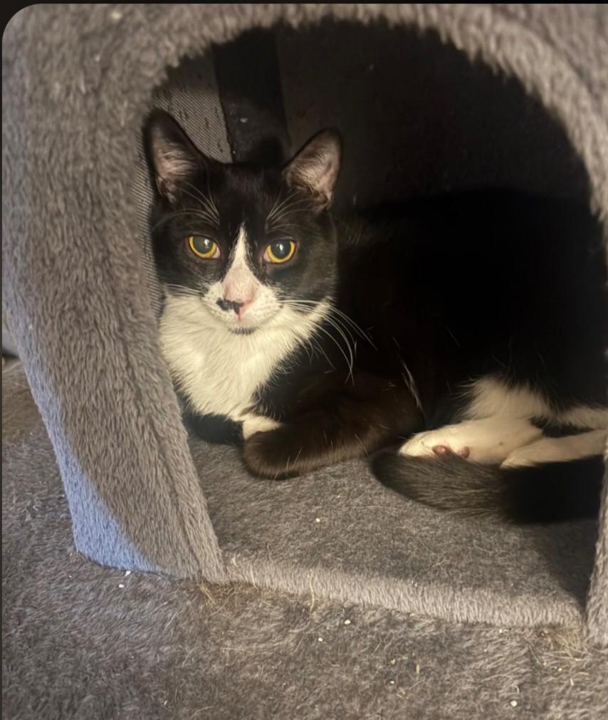 Enlarge Tucson, a Adoptable Domestic Short Hair in East Brunswick, NJ image 2/6