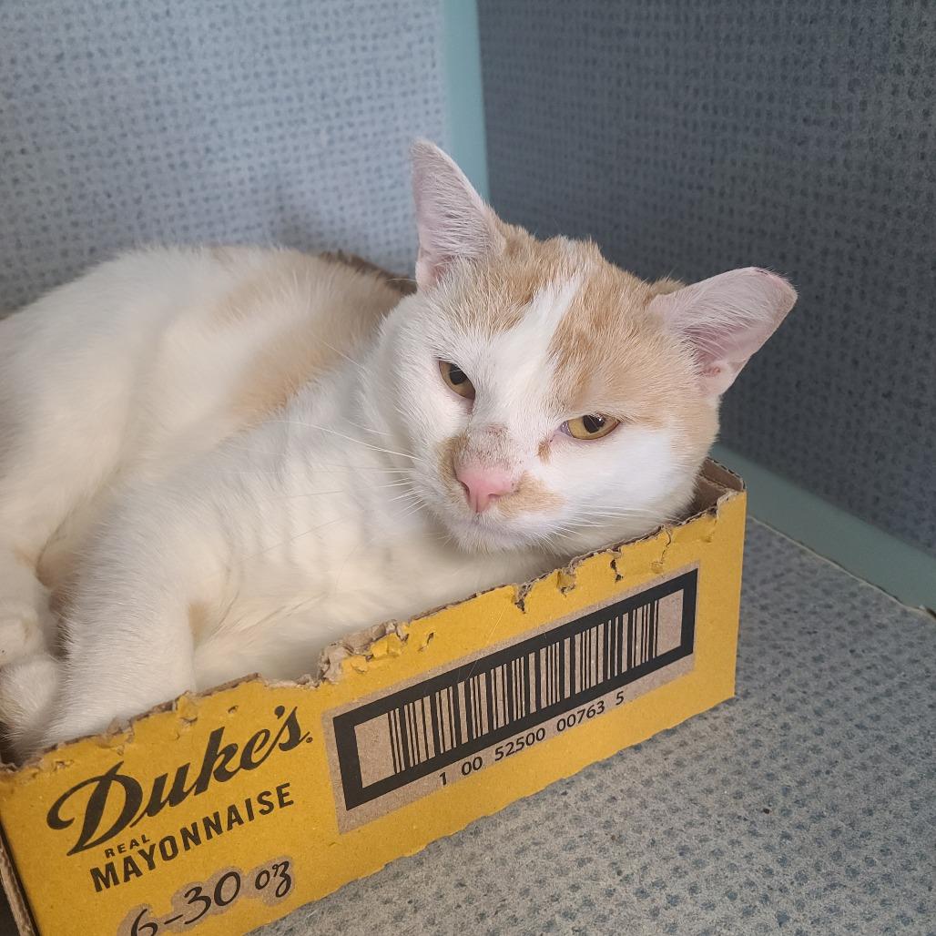 Little Man C24, Adoptable, Young Male Domestic Short Hair.