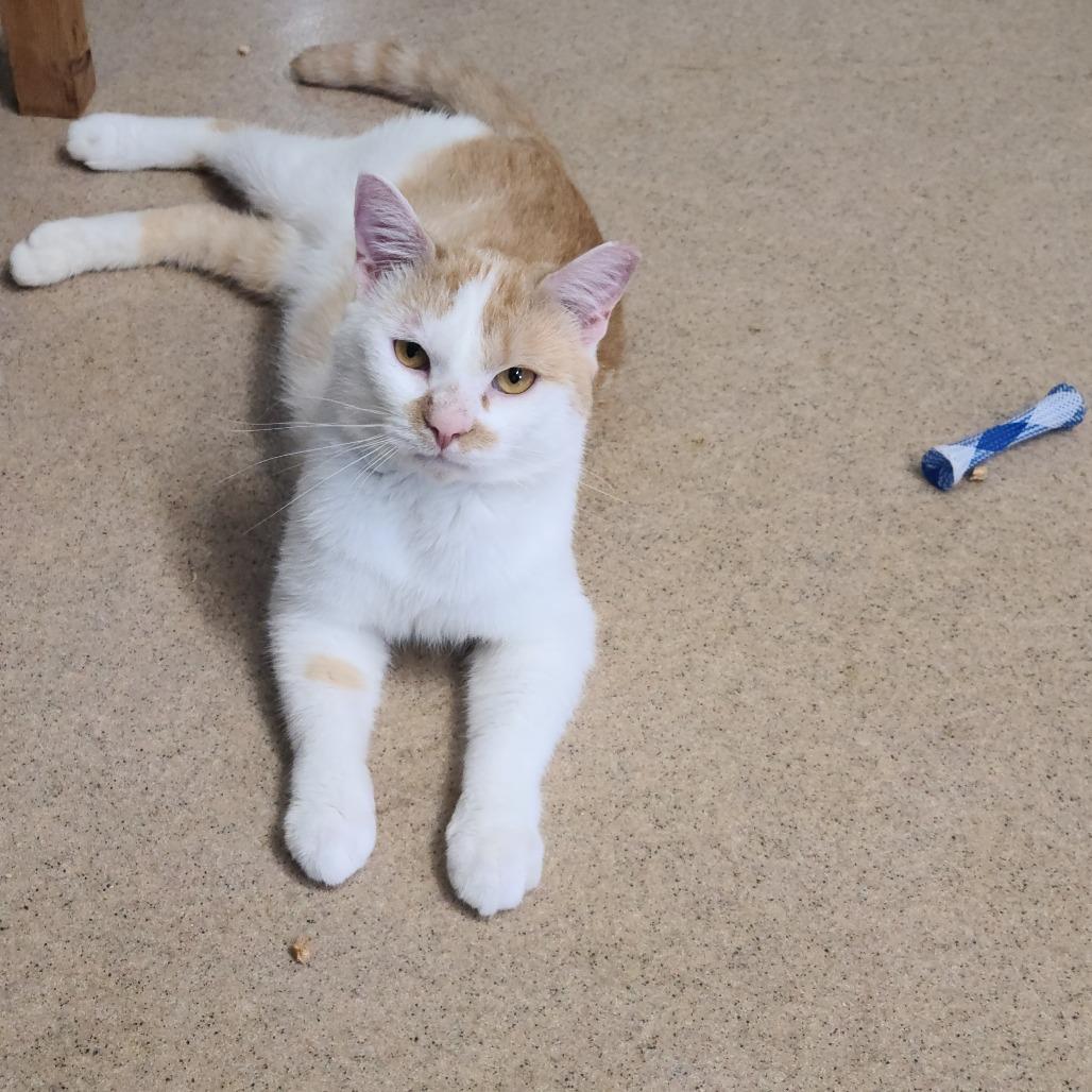 Enlarge Little Man C24, a Adoptable Domestic Short Hair in Russellville, KY image 2/2