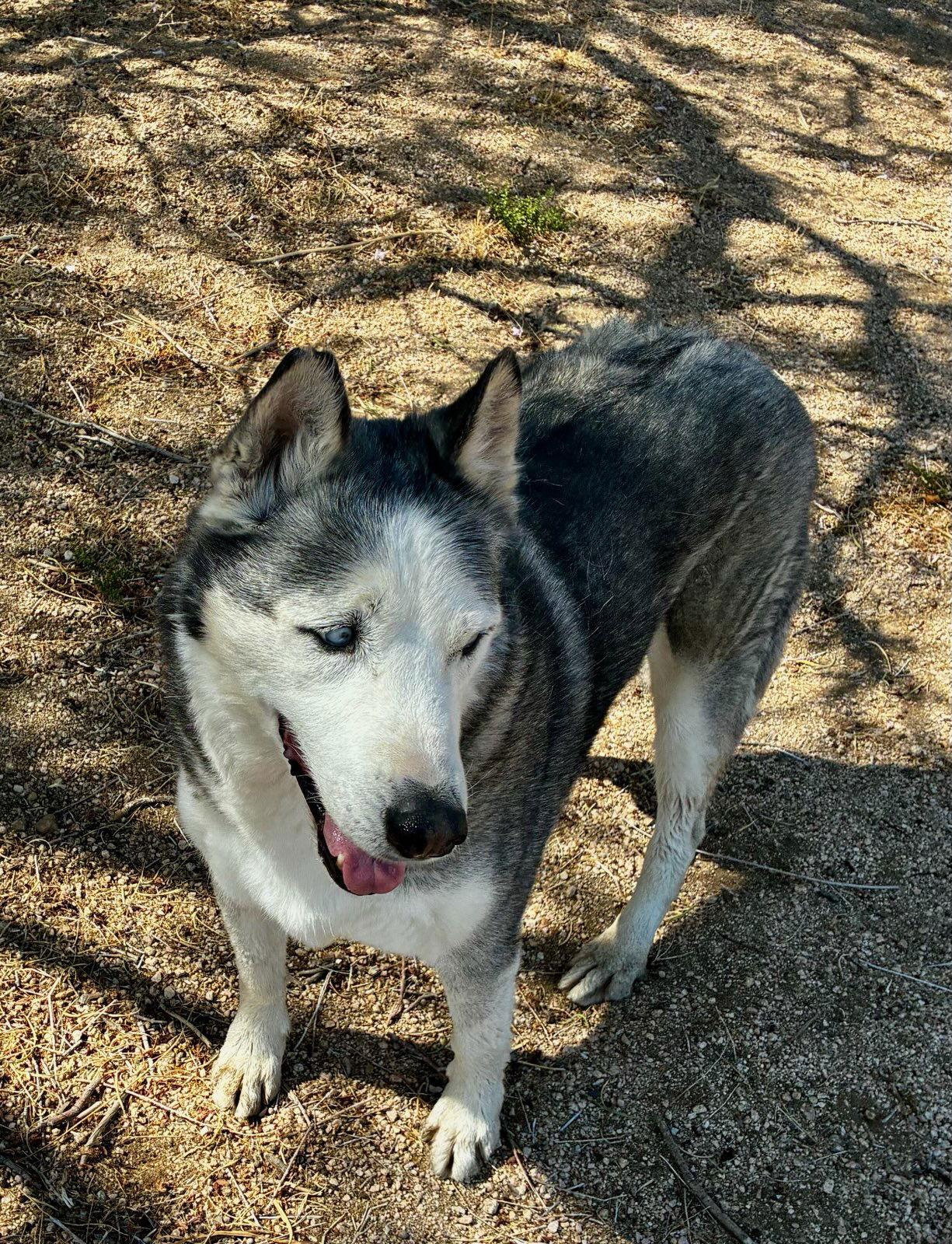 Enlarge Niko ( pretty blue eyes), a Adoptable Australian Shepherd in Mentone, CA image 2/5
