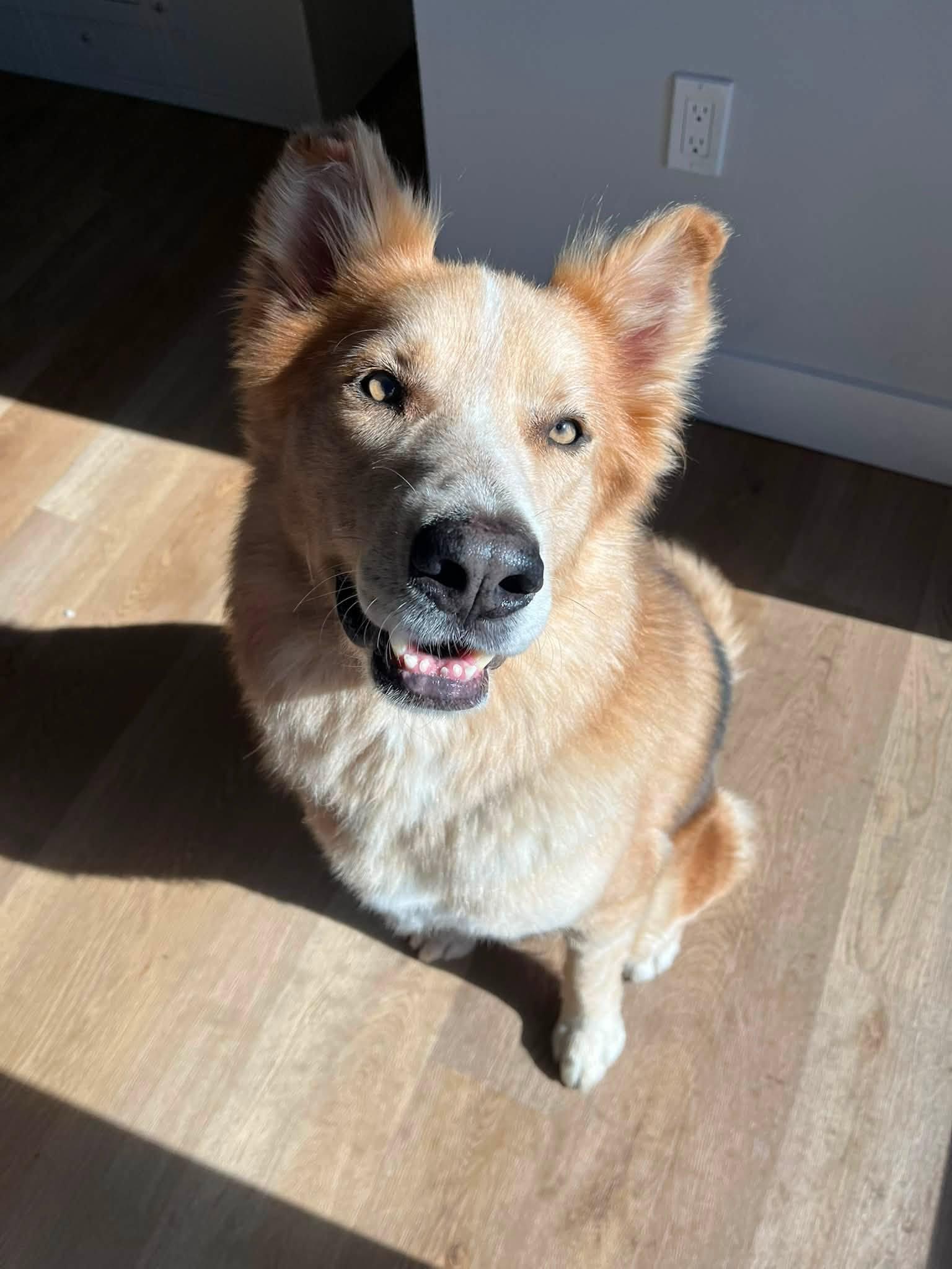 Enlarge Rudy, a ADOPTABLE mixed breed in Woodstock, ON image 6/6